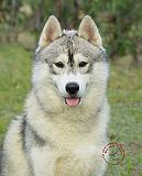 Siberian Husky 9L69D-14